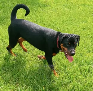 6-12 months Male Purebred Rottweiler