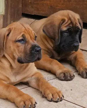 1-3 months Male Purebred Boerboel