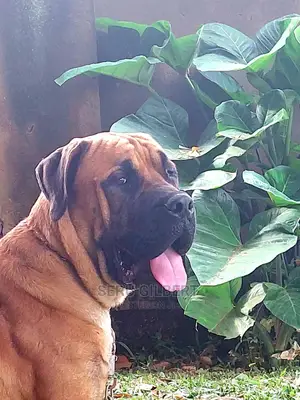 3-6 months Male Purebred Boerboel