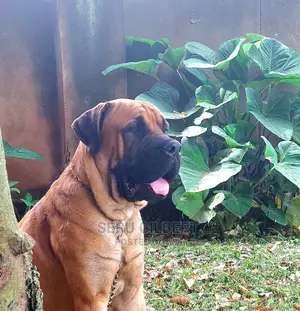 6-12 months Male Purebred Boerboel