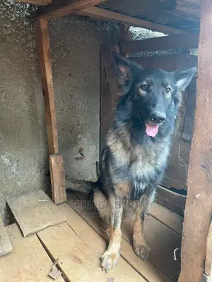 6-12 months Male Purebred German Shepherd