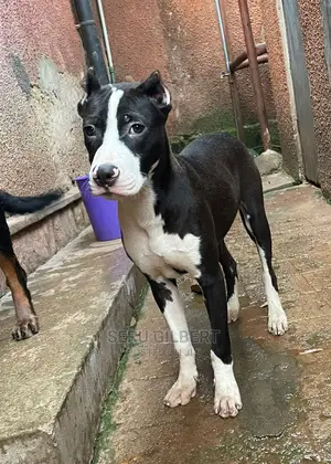3-6 months Male Purebred American Pit Bull Terrier