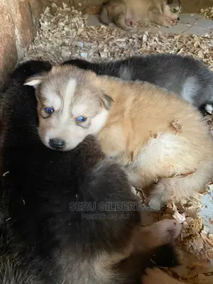 0-1 month Male Purebred Siberian Husky
