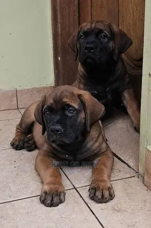 1-3 months Male Purebred Boerboel