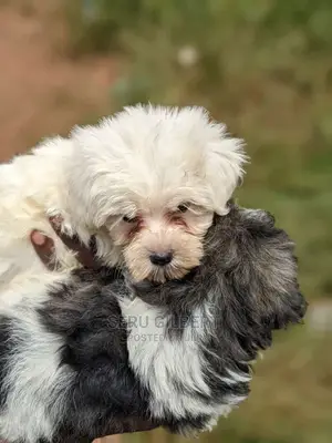 0-1 month Male Purebred Maltese