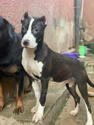 1-3 months Male Purebred American Pit Bull Terrier
