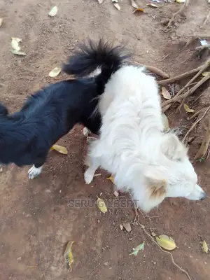3-6 months Female Purebred Japanese Spitz
