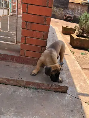 3-6 months Male Purebred Boerboel
