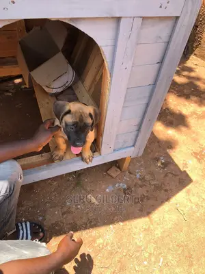 3-6 months Male Purebred Boerboel
