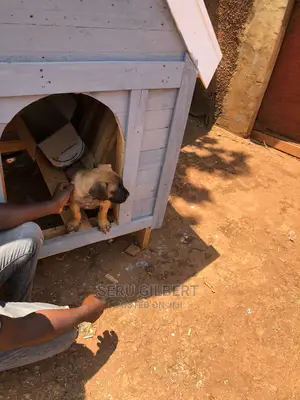 1-3 months Male Purebred Boerboel
