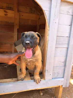 3-6 months Male Purebred Boerboel