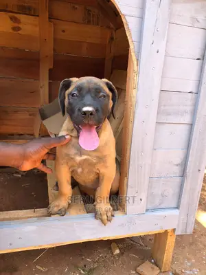 3-6 months Male Purebred Boerboel