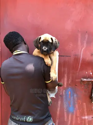 3-6 months Male Purebred Boerboel