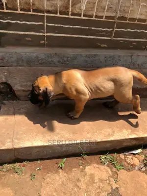 3-6 months Male Purebred Boerboel