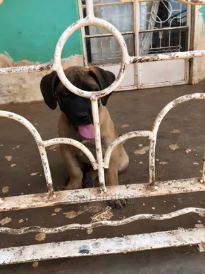 1-3 months Male Purebred Boerboel