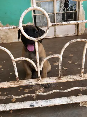 3-6 months Male Purebred Boerboel