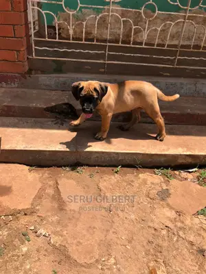 1-3 months Male Purebred Boerboel