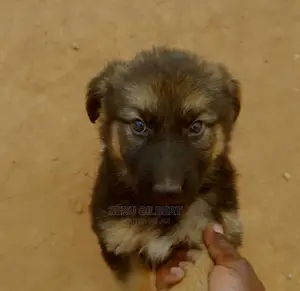 1-3 months Male Purebred German Shepherd
