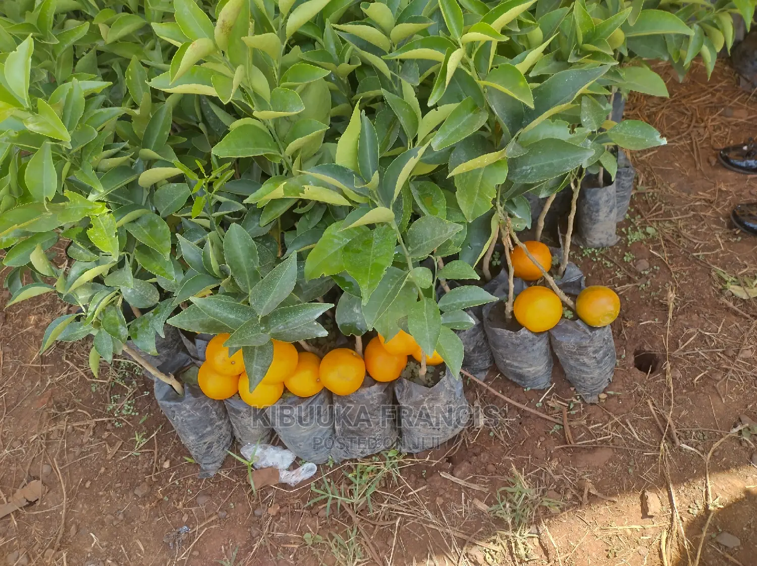 Pixie Orange Seedlings for Sale