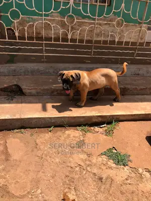 3-6 months Male Purebred Boerboel