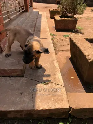 3-6 months Male Purebred Boerboel