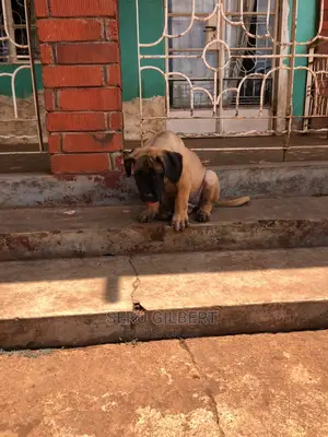 1-3 months Male Purebred Boerboel