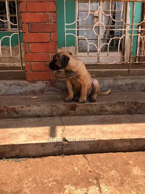 1-3 months Male Purebred Boerboel