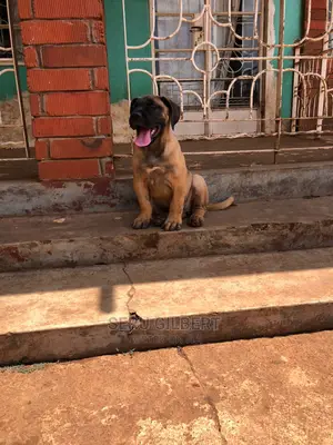 1-3 months Male Purebred Boerboel
