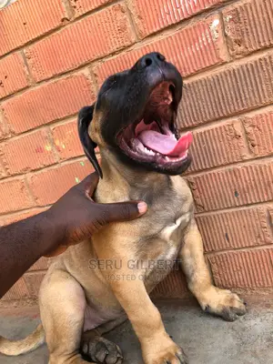 3-6 months Male Purebred Boerboel