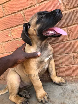 0-1 month Female Purebred Boerboel