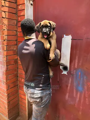 1-3 months Male Purebred Boerboel