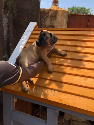 1-3 months Male Purebred Boerboel