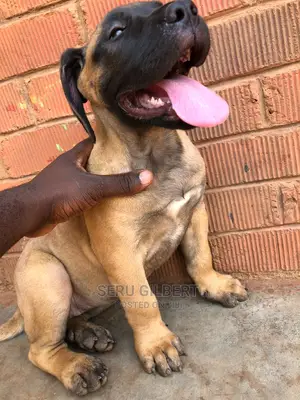 1-3 months Male Purebred Boerboel