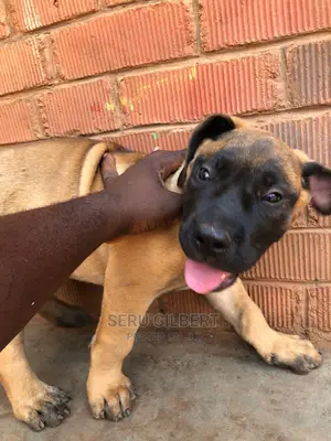 1-3 months Male Purebred Boerboel