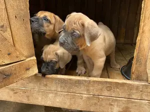 3-6 months Male Purebred Boerboel