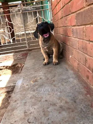 3-6 months Male Purebred Boerboel