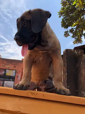 3-6 months Male Purebred Boerboel