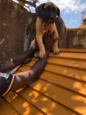 1-3 months Male Purebred Boerboel