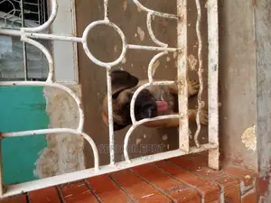 3-6 months Male Purebred Boerboel
