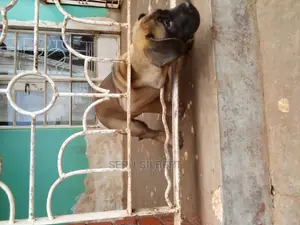 1-3 months Male Purebred Boerboel