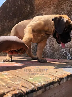 1-3 months Male Purebred Boerboel