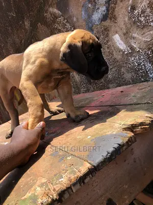 0-1 month Male Purebred Boerboel
