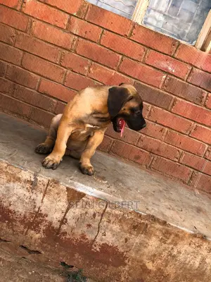 0-1 month Male Purebred Boerboel