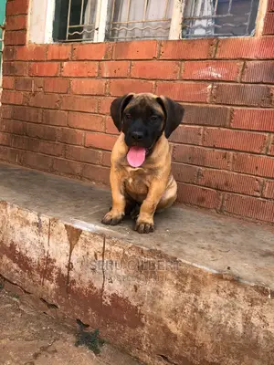 3-6 months Male Purebred Boerboel