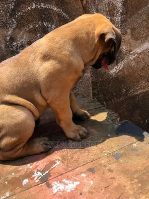 1-3 months Female Purebred Boerboel