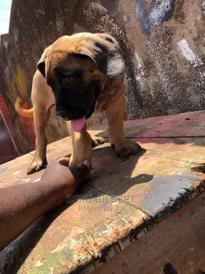 1-3 months Male Purebred Boerboel