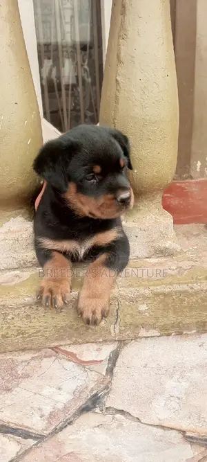 1-3 months Male Purebred Rottweiler