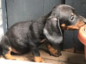 1-3 months Male Purebred Dachshund