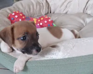1-3 months Male Purebred Jack Russell Terrier