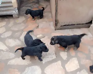 0-1 month Male Purebred German Shepherd